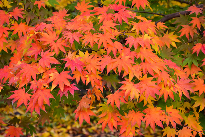 Japanese Maple (Acer palmatum) at Hoffmann Hillermann Nursery & Florist