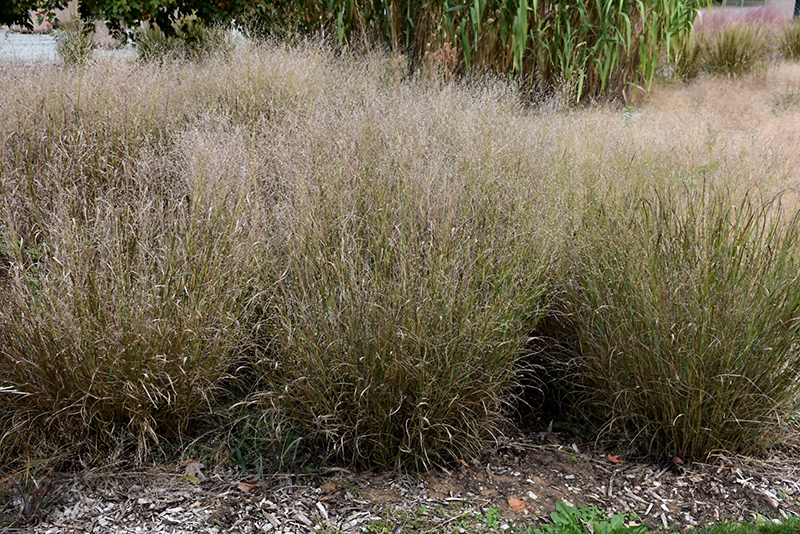 Shenandoah Reed Switch Grass (Panicum virgatum 'Shenandoah') at Hoffmann Hillermann Nursery & Florist