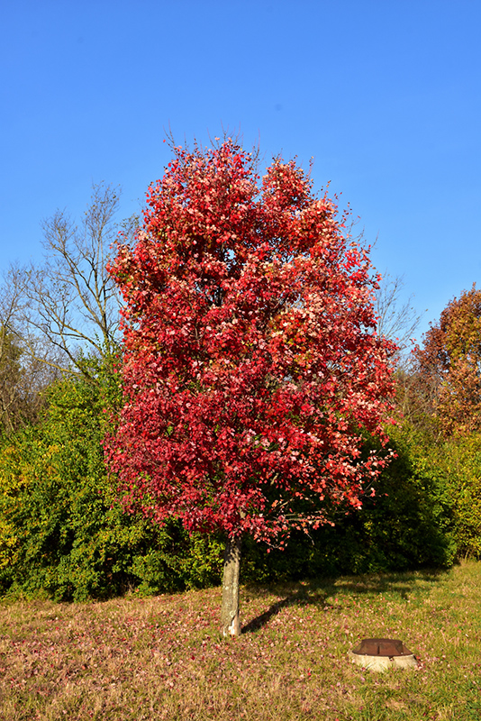Autumn Flame Red Maple (Acer rubrum 'Autumn Flame') at Hoffmann Hillermann Nursery & Florist
