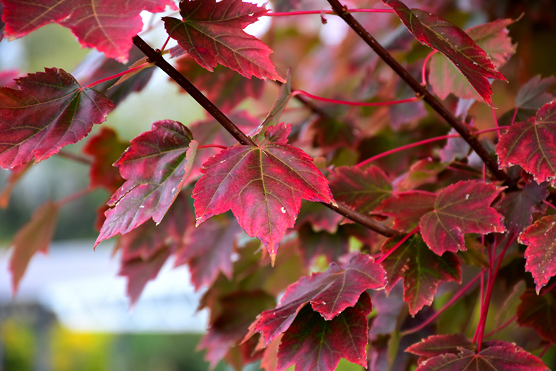 Brandywine Red Maple (Acer rubrum 'Brandywine') at Hoffmann Hillermann Nursery & Florist