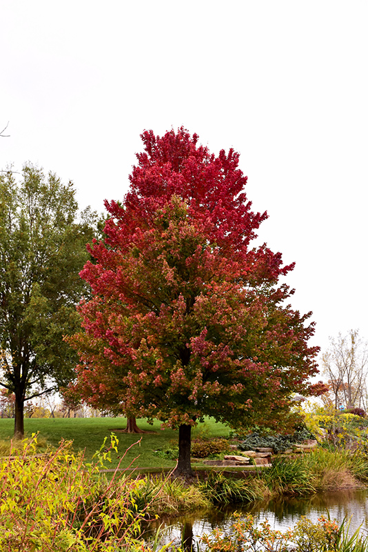 Red Sunset Red Maple (Acer rubrum 'Franksred') at Hoffmann Hillermann Nursery & Florist