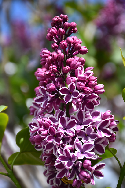 Sensation Lilac (Syringa vulgaris 'Sensation') at Hoffmann Hillermann Nursery & Florist