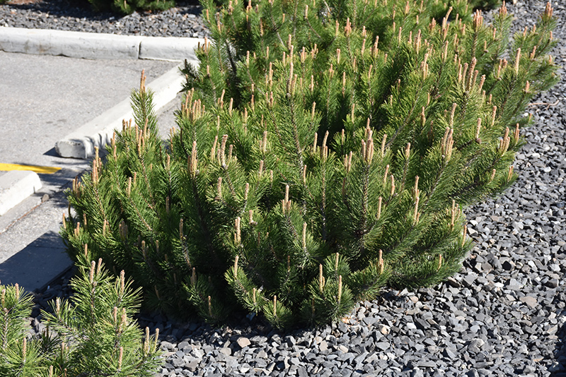 Dwarf Mugo Pine (Pinus mugo var. pumilio) at Hoffmann Hillermann Nursery & Florist