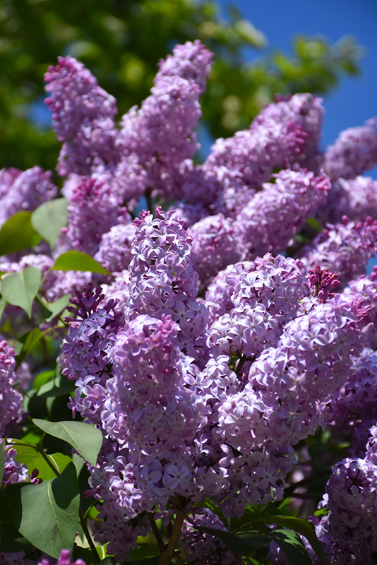 Common Lilac (Syringa vulgaris) at Hoffmann Hillermann Nursery & Florist