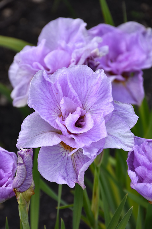 Pink Parfait Siberian Iris (Iris sibirica 'Pink Parfait') at Hoffmann Hillermann Nursery & Florist