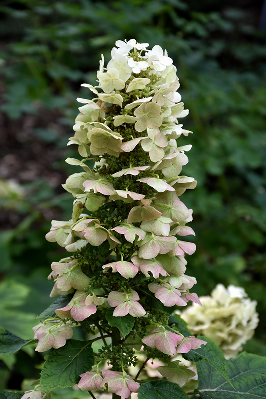 Munchkin Hydrangea (Hydrangea quercifolia 'Munchkin') at Hoffmann Hillermann Nursery & Florist