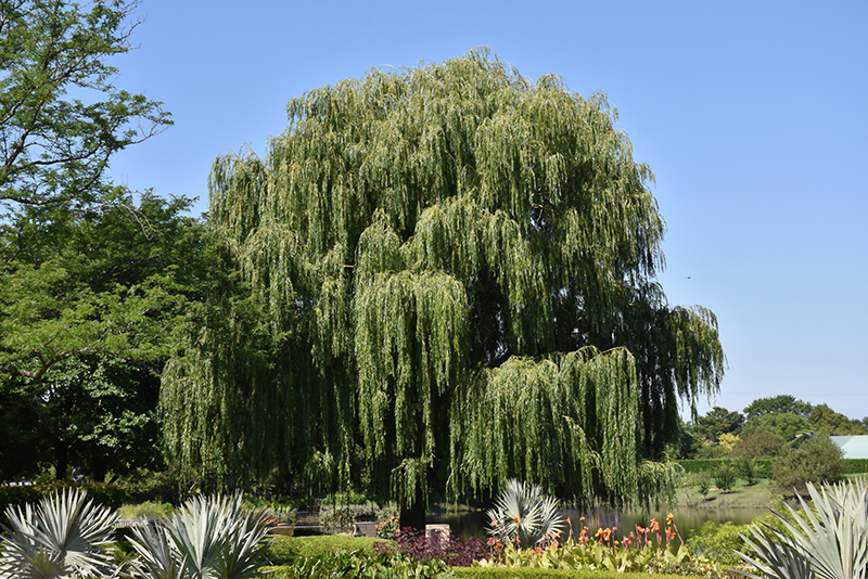 Babylon Weeping Willow (Salix babylonica) at Hoffmann Hillermann Nursery & Florist