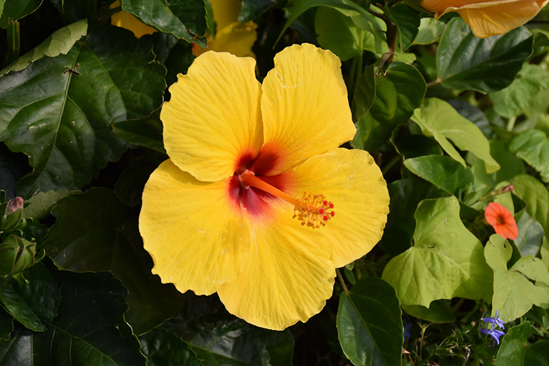 Sunny Wind Hibiscus (Hibiscus rosa-sinensis 'Sunny Wind') at Hoffmann Hillermann Nursery & Florist
