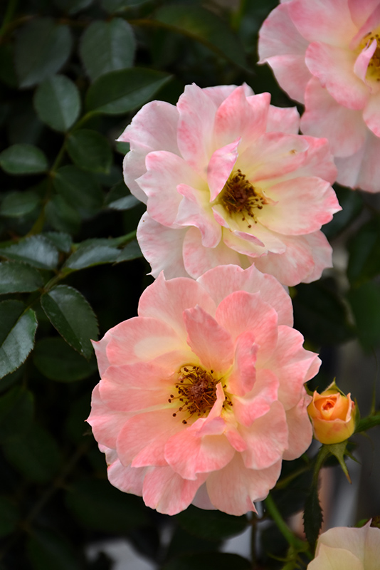 Oso Easy Italian Ice Rose (Rosa 'Chewnicebell') at Hoffmann Hillermann Nursery & Florist