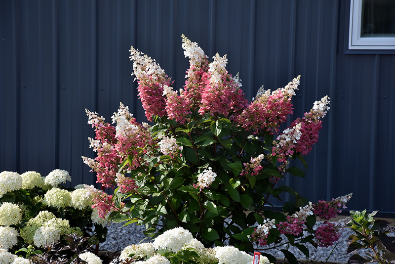 Pinky Winky Hydrangea (Hydrangea paniculata 'DVP PINKY') at Hoffmann Hillermann Nursery & Florist