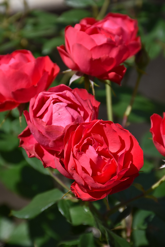 Oso Easy Double Red Rose (Rosa 'Meipeporia') at Hoffmann Hillermann Nursery & Florist