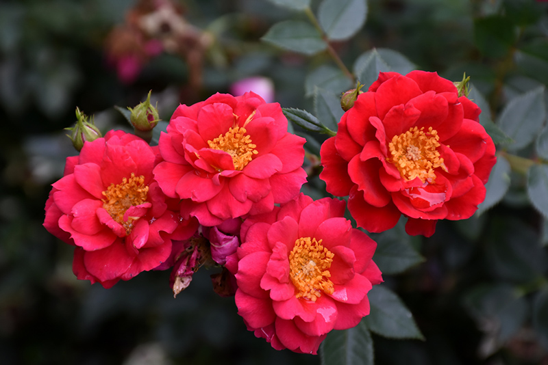 Oso Easy Urban Legend Rose (Rosa 'ChewPatout') at Hoffmann Hillermann Nursery & Florist