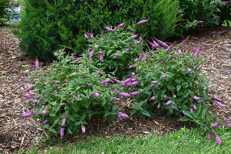 Lo & Behold Pink Micro Chip Butterfly Bush (Buddleia 'Pink Micro Chip') at Hoffmann Hillermann Nursery & Florist