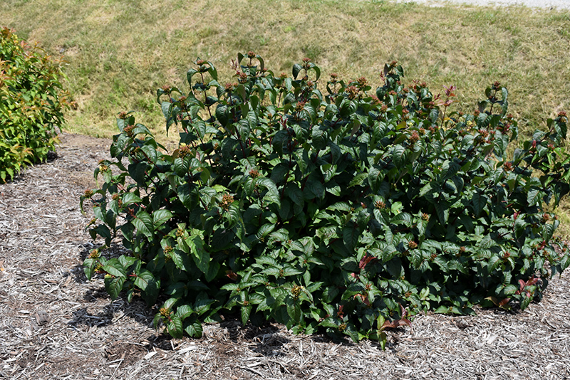 Kodiak Black Diervilla (Diervilla rivularis 'SMNDRSF') at Hoffmann Hillermann Nursery & Florist