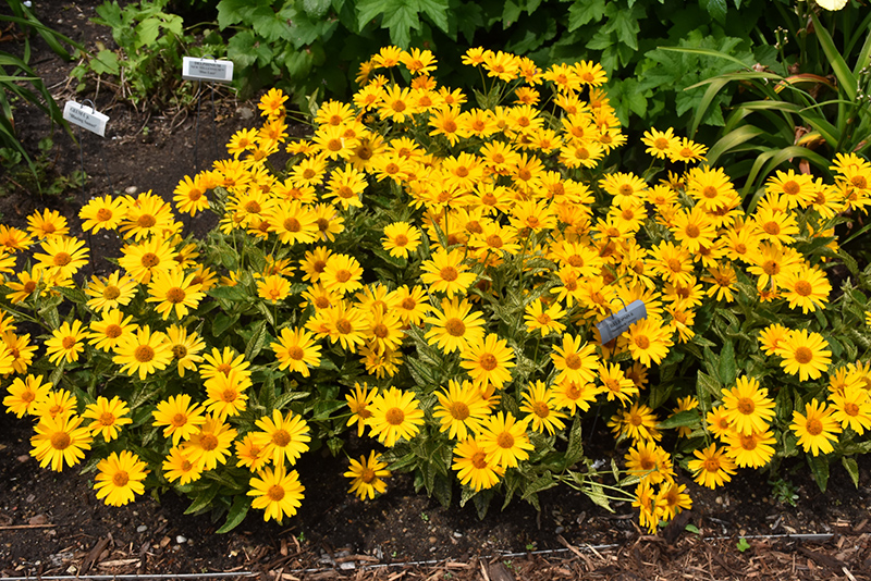 Sunstruck False Sunflower (Heliopsis helianthoides 'Sunstruck') at Hoffmann Hillermann Nursery & Florist