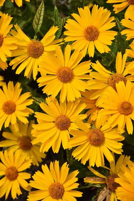 Sunstruck False Sunflower (Heliopsis helianthoides 'Sunstruck') at Hoffmann Hillermann Nursery & Florist