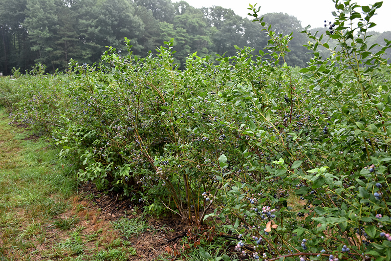 Bluecrop Blueberry (Vaccinium corymbosum 'Bluecrop') at Hoffmann Hillermann Nursery & Florist