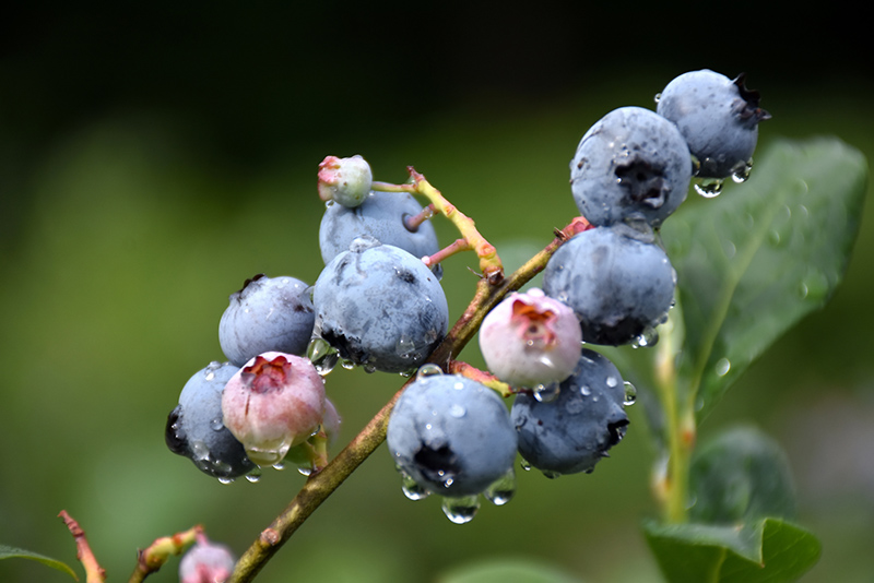 Blueray Blueberry (Vaccinium corymbosum 'Blueray') at Hoffmann Hillermann Nursery & Florist