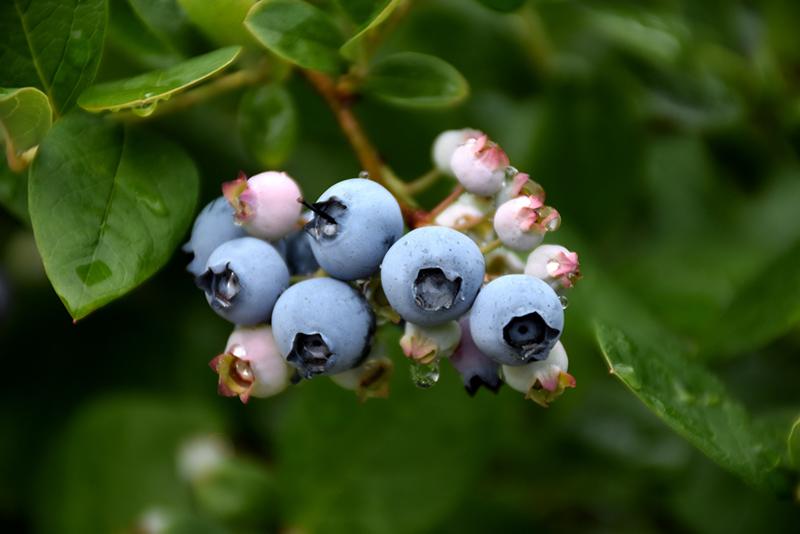 Elliott Blueberry (Vaccinium corymbosum 'Elliott') at Hoffmann Hillermann Nursery & Florist