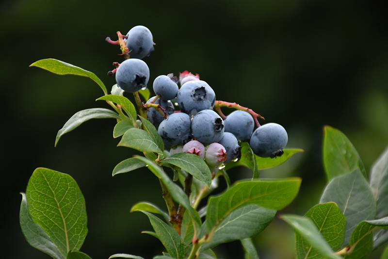 Northland Blueberry (Vaccinium corymbosum 'Northland') at Hoffmann Hillermann Nursery & Florist