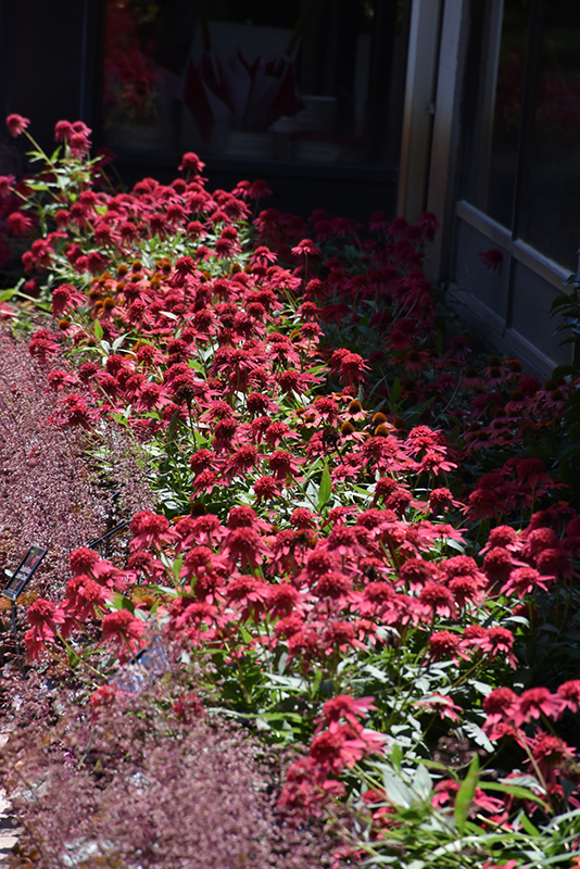 Double Scoop Raspberry Coneflower (Echinacea 'Balsceras') at Hoffmann Hillermann Nursery & Florist