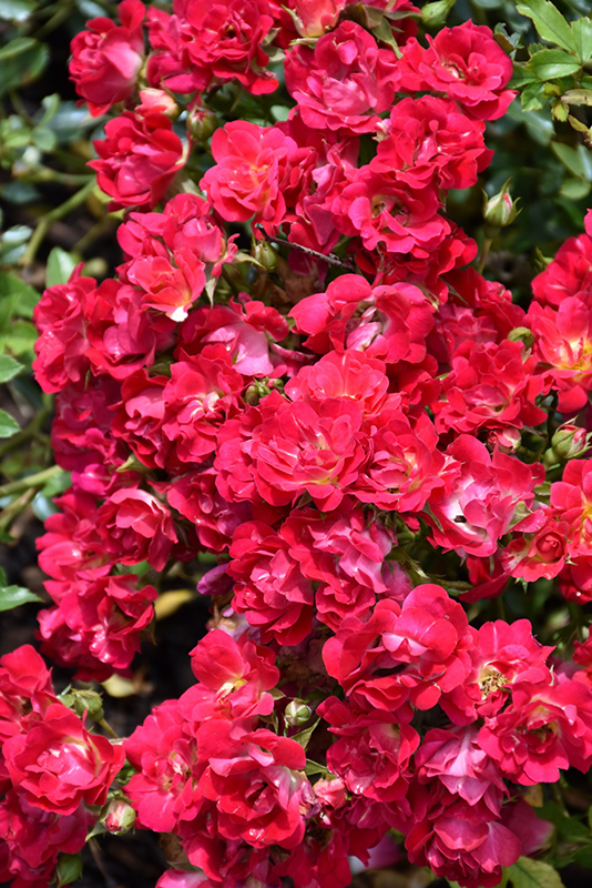 Red Drift Rose (Rosa 'Meigalpio') at Hoffmann Hillermann Nursery & Florist