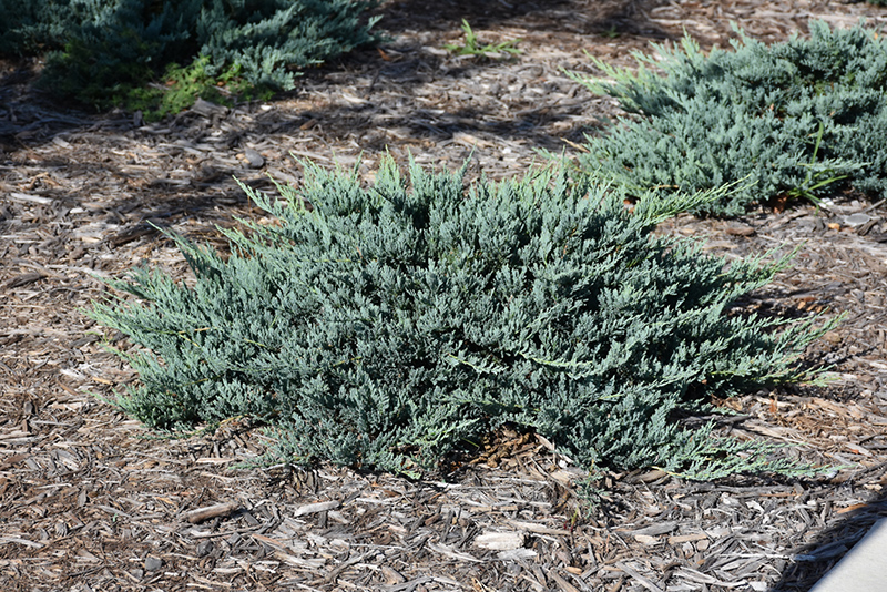 Blue Chip Juniper (Juniperus horizontalis 'Blue Chip') at Hoffmann Hillermann Nursery & Florist