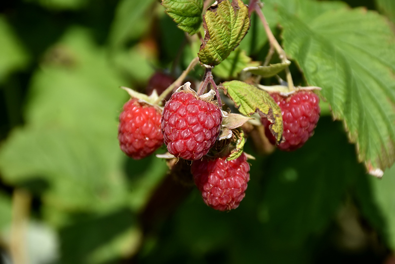 Encore Raspberry (Rubus 'Encore') at Hoffmann Hillermann Nursery & Florist