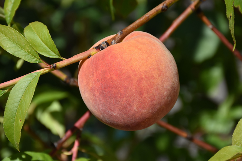Redhaven Peach (Prunus persica 'Redhaven') at Hoffmann Hillermann Nursery & Florist