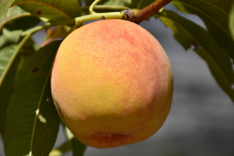 Reliance Peach (Prunus persica 'Reliance') at Hoffmann Hillermann Nursery & Florist