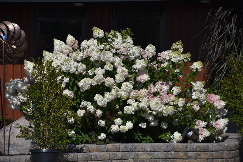 Vanilla Strawberry Hydrangea (Hydrangea paniculata 'Renhy') at Hoffmann Hillermann Nursery & Florist