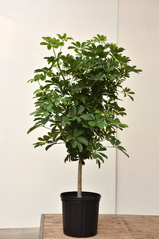 Schefflera Tree (tree form) (Schefflera arboricola '(tree form)') at Hoffmann Hillermann Nursery & Florist
