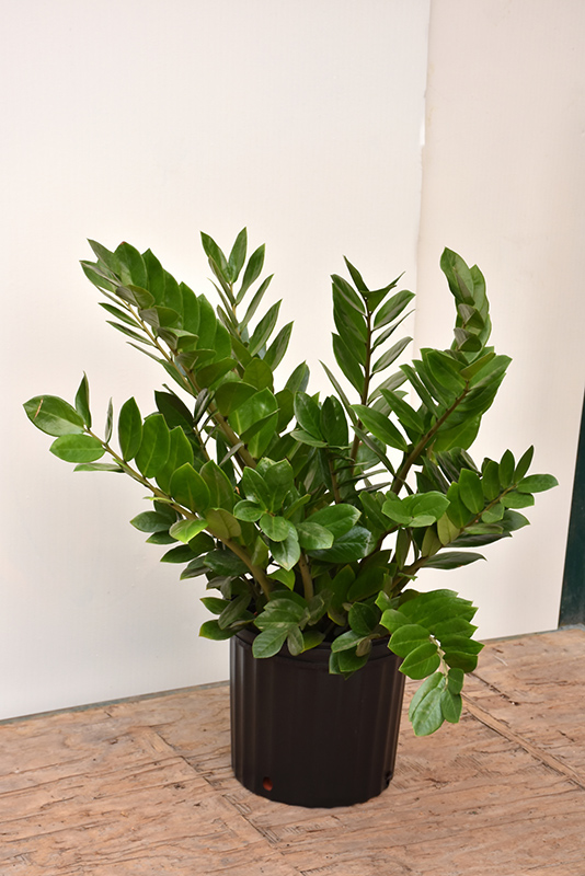 ZZ Plant (Zamioculcas zamiifolia) at Hoffmann Hillermann Nursery & Florist