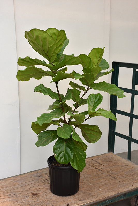 Fiddle Leaf Fig (Ficus lyrata) at Hoffmann Hillermann Nursery & Florist