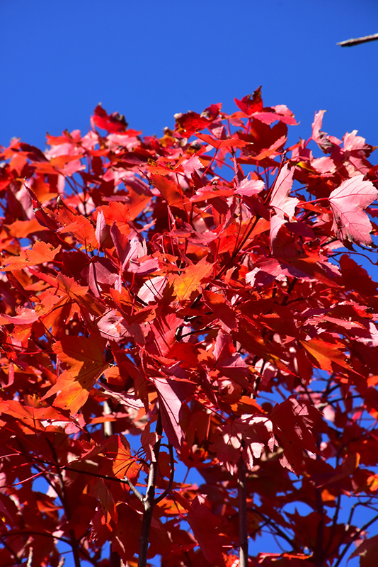 October Glory Red Maple (Acer rubrum 'October Glory') at Hoffmann Hillermann Nursery & Florist