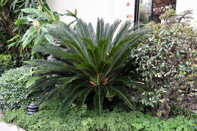 Japanese Sago Palm (Cycas revoluta) at Hoffmann Hillermann Nursery & Florist