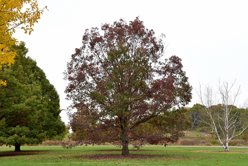 White Oak (Quercus alba) at Hoffmann Hillermann Nursery & Florist