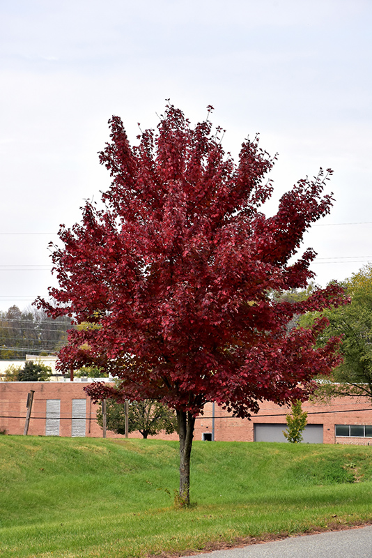 Brandywine Red Maple (Acer rubrum 'Brandywine') at Hoffmann Hillermann Nursery & Florist