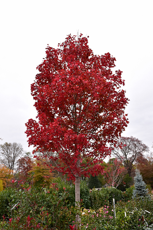 October Glory Red Maple (Acer rubrum 'October Glory') at Hoffmann Hillermann Nursery & Florist