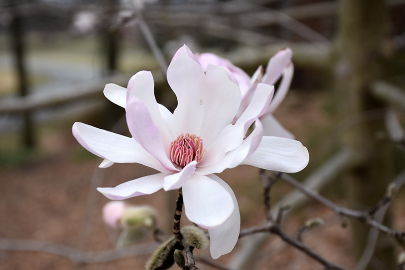 Star Magnolia (Magnolia stellata) at Hoffmann Hillermann Nursery & Florist
