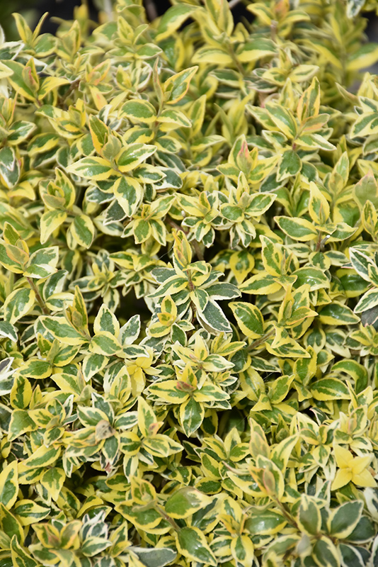 Radiance Abelia (Abelia x grandiflora 'Radiance') at Hoffmann Hillermann Nursery & Florist