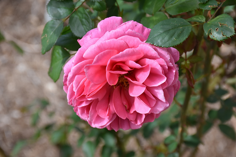 Dee-Lish Rose (Rosa 'Meiclusif') at Hoffmann Hillermann Nursery & Florist