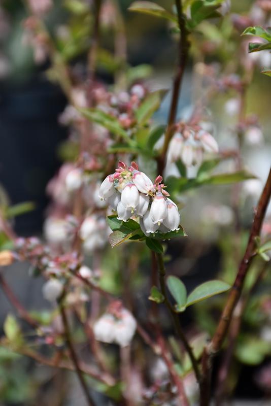 Climax Rabbiteye Blueberry (Vaccinium ashei 'Climax') at Hoffmann Hillermann Nursery & Florist