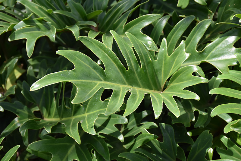 Xanadu Philodendron (Philodendron 'Winterbourn') at Hoffmann Hillermann Nursery & Florist