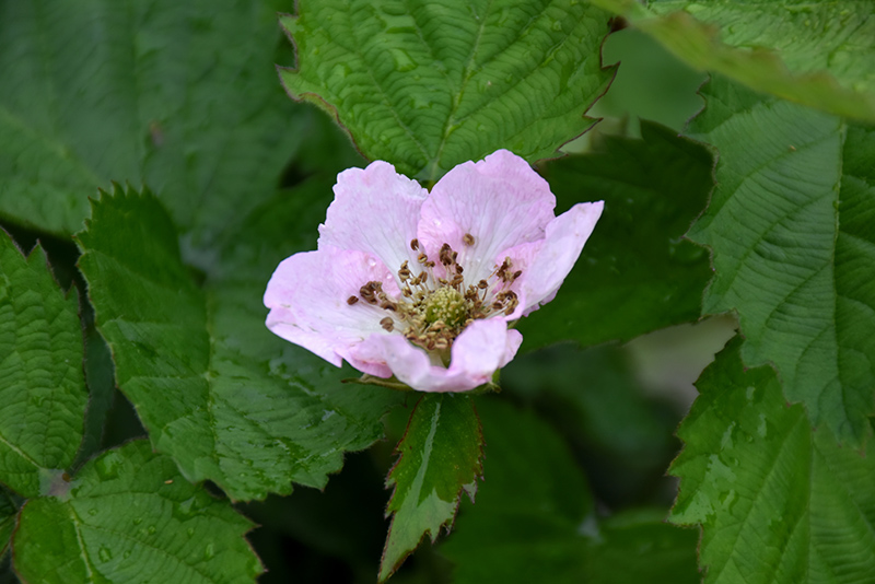 Arapaho Blackberry (Rubus 'Arapaho') at Hoffmann Hillermann Nursery & Florist
