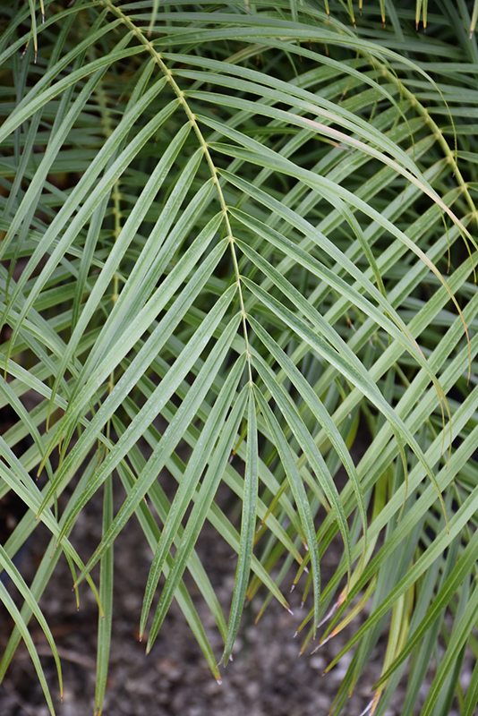Pygmy Date Palm (Phoenix roebelenii) at Hoffmann Hillermann Nursery & Florist