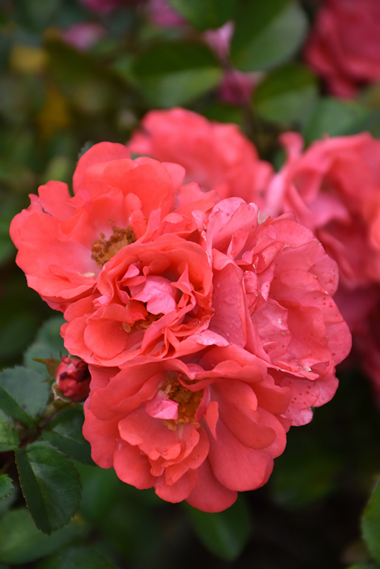 Coral Drift Rose (Rosa 'Meidrifora') at Hoffmann Hillermann Nursery & Florist