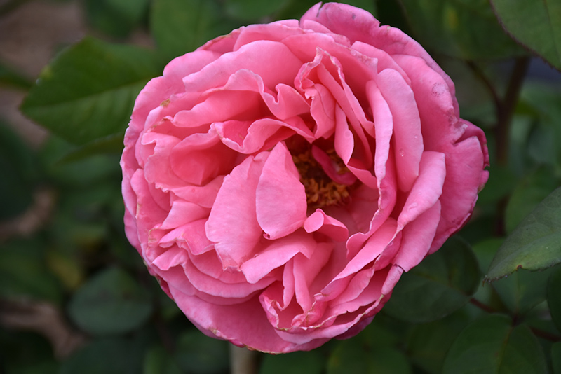 Dee-Lish Rose (Rosa 'Meiclusif') at Hoffmann Hillermann Nursery & Florist