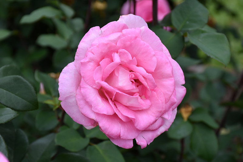 Beverly Eleganza Rose (Rosa 'KORpauvio') at Hoffmann Hillermann Nursery & Florist
