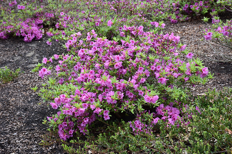 Herbert Azalea (Rhododendron 'Herbert') at Hoffmann Hillermann Nursery & Florist